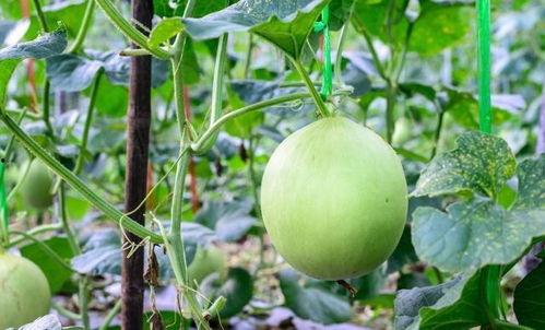 吃瓜嗓子紧,揭秘嗓子不适背后的真相