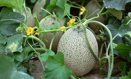 哈密瓜能和菠萝吃吗,美味搭配的禁忌与建议