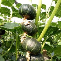 杨静琪吃瓜潍坊,揭秘当地美食与民俗风情