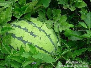 砀山的吃瓜事件,一场引发热议的乡村误会