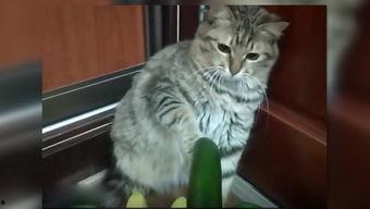 猫老师吃瓜,揭秘娱乐圈幕后故事