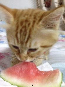 猫老师吃瓜,揭秘娱乐圈幕后故事