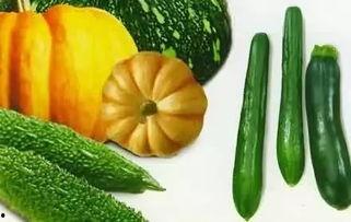 吃的瓜品种,探寻各式瓜果的独特风味与营养价值