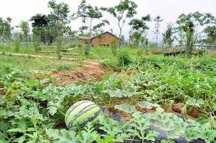 穗子吃瓜社,揭秘娱乐圈幕后故事