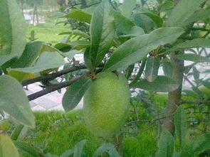 穗子吃瓜社,揭秘娱乐圈幕后故事