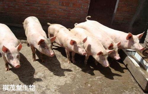 梦见在瓜地里摘瓜抓猪吃