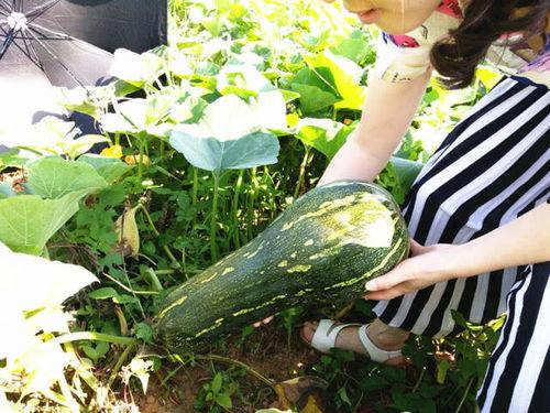 吃瓜不知从何吃起,从何吃起,轻松解锁瓜界奥秘