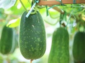 吃瓜不知从何吃起,从何吃起,轻松解锁瓜界奥秘