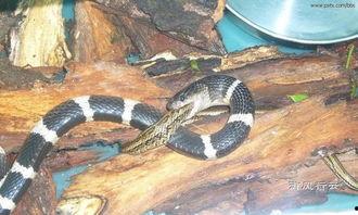 蛇宝宝吃瓜视频,瓜果盛宴萌态十足