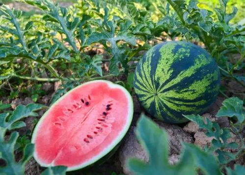 xm吃瓜,xm吃瓜事件背后的真相与反思