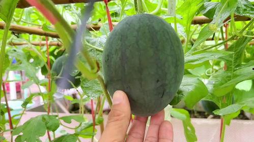 最近吃的很多瓜,近期热点事件大盘点