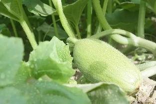 西疆二皇子吃瓜,宫廷风云中的吃瓜达人