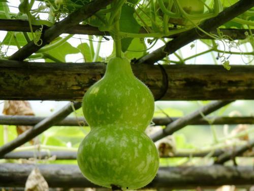 宝宝可以吃葫芦瓜吗,宝宝辅食新选择,营养美味两不误