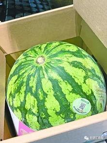 吃瓜视频武汉,揭秘城市生活百态