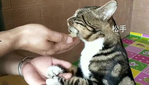 猫可以吃葵瓜吗,葵瓜在猫饮食中的适宜性解析