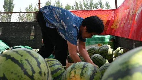 菜市场探头下的吃瓜者,揭秘日常生活的趣味瞬间