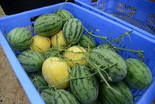 济宁北湖吃瓜群,夏日里的欢乐聚集地