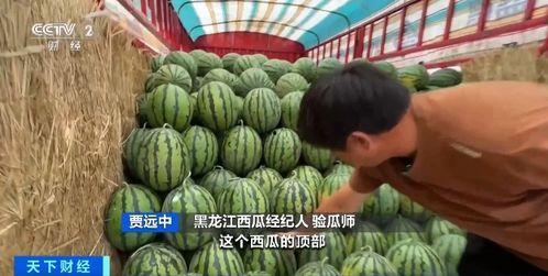 红河学院吃瓜图片,吃瓜图鉴，解锁校园生活新趣味