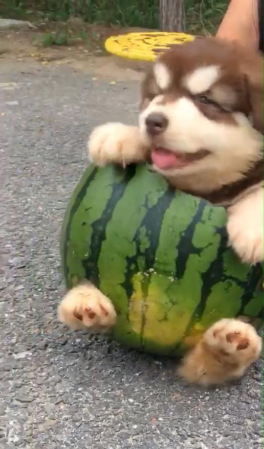 狗吃瓜的样子,狗狗大快朵颐的欢乐瞬间
